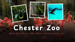 I Got Lost at Chester Zoo… Here’s What Happened [upl. by Abisha566]