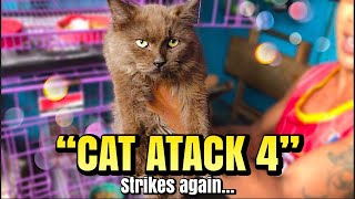 quotCAT ATTACK 4quot  Strikes again Arranque Pet Market  Sept 21 2023 [upl. by Elimac]