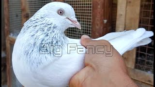 BEST and BIGGEST fancy pigeon breed in the WORLD collection [upl. by Trepur]