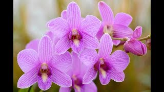 CONSEILS PRATIQUES POUR RÉUSSIR LES ORCHIDÉES [upl. by Leruj]