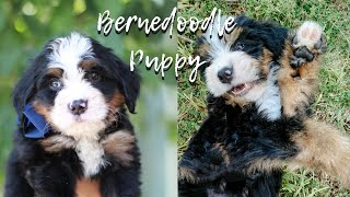 Picking up our 8 week old Bernedoodle puppy [upl. by Gabrielli888]