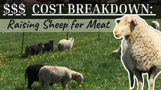 Raising Sheep for Meat Cost Breakdown [upl. by Assiran]