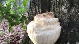 How To Harvest And Prepare The Lion’s Mane Mushroom [upl. by Eymaj487]