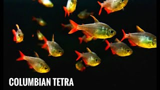 EXOTIC TETRA  COLUMBIAN TETRA CARE GUIDE  CHENNAI AQUARIUM [upl. by Etteinotna656]