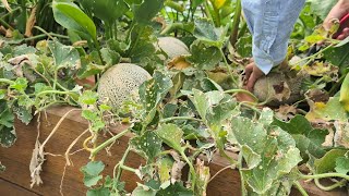 Harvesting Rockmelons second attempt of growing them in Canberra [upl. by Uile639]