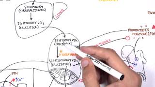 Endocrinology  Calcium and Phosphate Regulation [upl. by Ykcir]