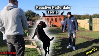 Reactive Patterdale Terrier 11 Dog Training Session With Professional Dog Trainer [upl. by Eniroc535]