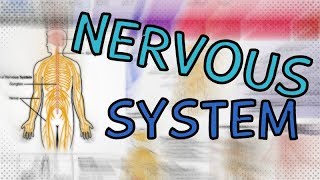 The Nervous System EXPLAINED IN 4 MINUTES  CENTRAL VS PERIPHERAL  SOMATIC VS AUTONOMIC [upl. by Gerstner379]