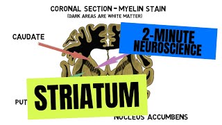 2Minute Neuroscience Striatum [upl. by Ahsain]