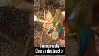 How to tell the difference between male and female Yabbies [upl. by Edniya]