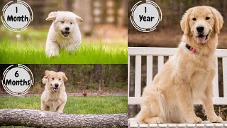 Golden Retriever Puppy growing up 112 months  Too Cute [upl. by Vassily351]