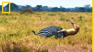 Impressionnante partie de chasse au zèbre [upl. by Septima665]