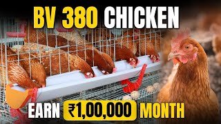 BV  380 Chicken Farming  Poultry Farming Business  Profits Precautions amp Investment [upl. by Bolte]