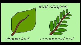 Types Of Leaves  Science For Kids  All About Plant Leaf [upl. by Nreval]