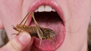 People Eat Insects For The First Time [upl. by Rosenquist]