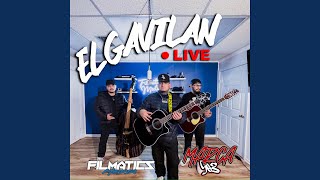 EL GAVILAN LIVE [upl. by Sausa]