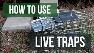 How To Use Live Traps 4 Easy Steps [upl. by Anirat]