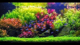 STEP BY STEP AQUASCAPE DUTCHSTYLE [upl. by Quackenbush]