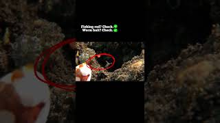 warty frogfish shorts youtubeshorts facts viralshorts viralvideo fypシ゚ fyp foryou fypage [upl. by Notyep]