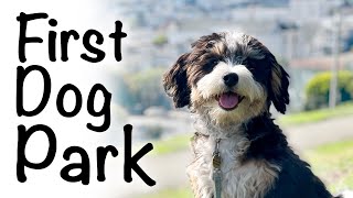 Bernedoodle puppy socialization first time at the dog park [upl. by Greerson]