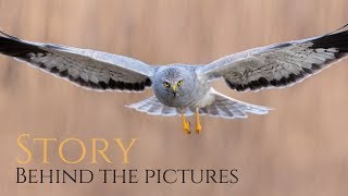 The story behind my greatest moment photographing BIRDS OF PREY  hen harrier [upl. by Lisette]