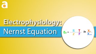 Electrophysiology Nernst Equation [upl. by Oriole]