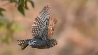 Arizona’s Pygmy Owls  Stephen Vaughan [upl. by Heuser]