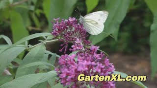 Sommerflieder  Insekten bestäuben die Buddleja davidii [upl. by Ainollopa32]