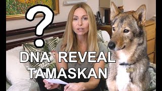 DOG DNA REVEAL  TAMASKAN DOG  SHOCK RESULTS [upl. by Nev343]