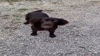 Boykin Spaniel Playing  shorts [upl. by Brook]