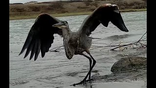 Great Blue Heron Catches a Weasel and Devours it Whole [upl. by Avenej]