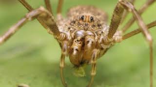 Opiliones harvestman grooming and eating [upl. by Brozak778]