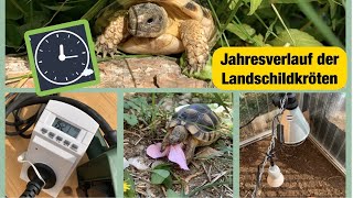 Jahresverlauf der Landschildkröten  Aktivitäten amp Temperaturen [upl. by Soracco]