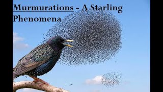 Murmurations  The Starling Spectacle Friday documentary BBC 632024 [upl. by Erdnaek834]