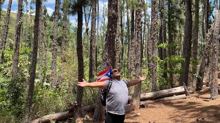 BOSQUE DE PINOS 🌲 🌲 EN JAYUYA Puerto Rico 🇵🇷 [upl. by Hluchy674]