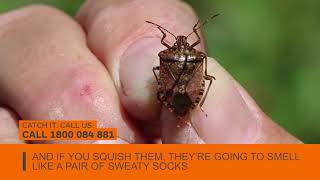 Brown marmorated stink bugs  Catch it Call us [upl. by Sherj433]