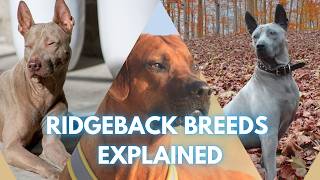 Discover the Ridgebacks Thai Rhodesian amp Phu Quoc Ridgeback Origins and Genetics [upl. by Nesyla13]