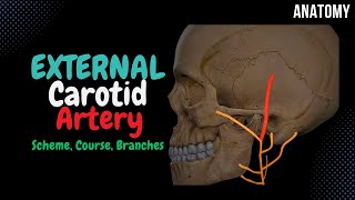 External Carotid Artery Scheme Side branches  Mnemonics  Anatomy [upl. by Ulla]