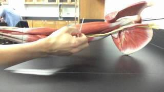 MUSCULAR SYSTEM ANATOMY Upper arm model description Somso [upl. by Caesar]