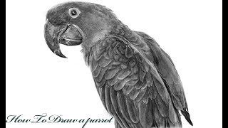 How to Draw a realistic parrotStep by Step Tutorial [upl. by Amelina]