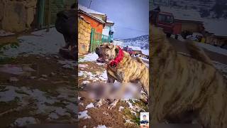 🔥 Kangal – The Turkish Beast 🐕💪 Strongest Dog in the World [upl. by Dimitris]