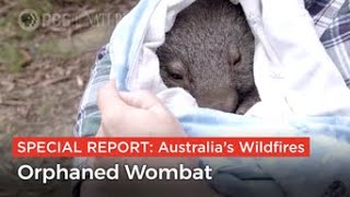 Watch as an Orphaned Wombat Receives Care [upl. by Adnawyek]