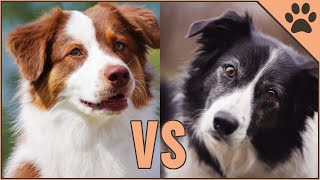 Border Collie vs Pastor Australiano ¿Qué raza de perro es mejor  Perros Mundo [upl. by Dric]