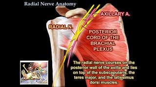 Radial Nerve Anatomy  Everything You Need To Know  Dr Nabil Ebraheim [upl. by Wiese974]