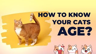 How to know your cats age  How to know your cats age  How to determine your cats age [upl. by Quillon698]