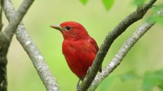 Summer Tanager — The Rosy Redbird [upl. by Ulland]