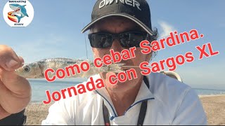 COMO CEBAR SARDINA HILO JORNADA SARGO XL con Galera [upl. by Eliott81]