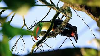 TUCAN PICO IRIS ·· LAS MÁS BELLAS AVES DE COSTA RICA [upl. by Acima]