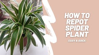 How to repot spider plant  Easy and quick [upl. by Guthrie]