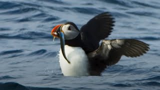 Puffin Hunts Fish To Feed Puffling  Blue Planet II  BBC Earth [upl. by Yadnus]